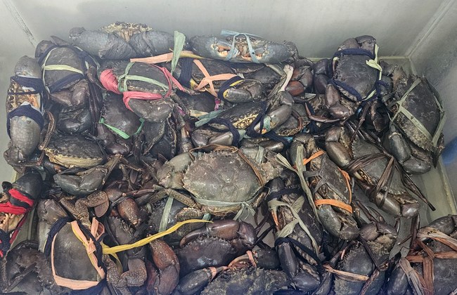 Jumbo Crab Bohol gallery photo