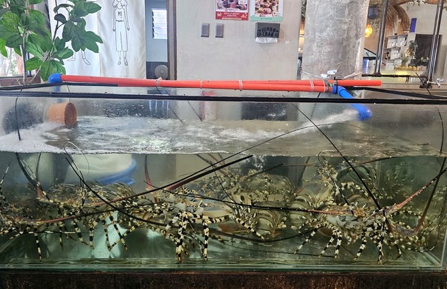 Jumbo Crab Bohol gallery photo